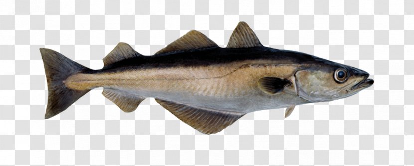 Norway Fish Pollack Pollock Atlantic Cod - Capelin Transparent PNG