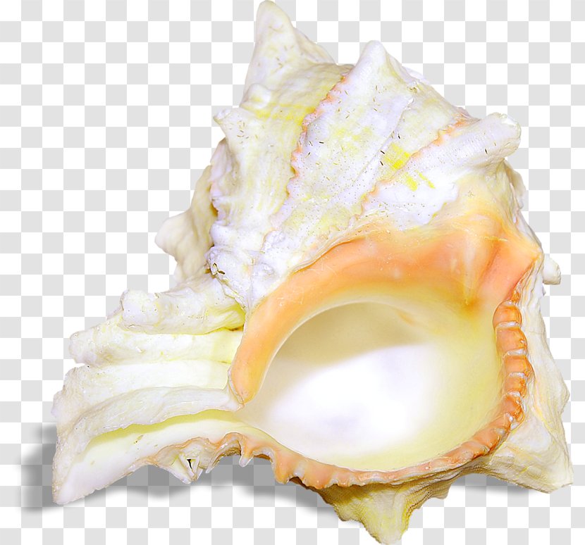 Seashell Sea Snail Gastropod Shell - Nice Conch Transparent PNG