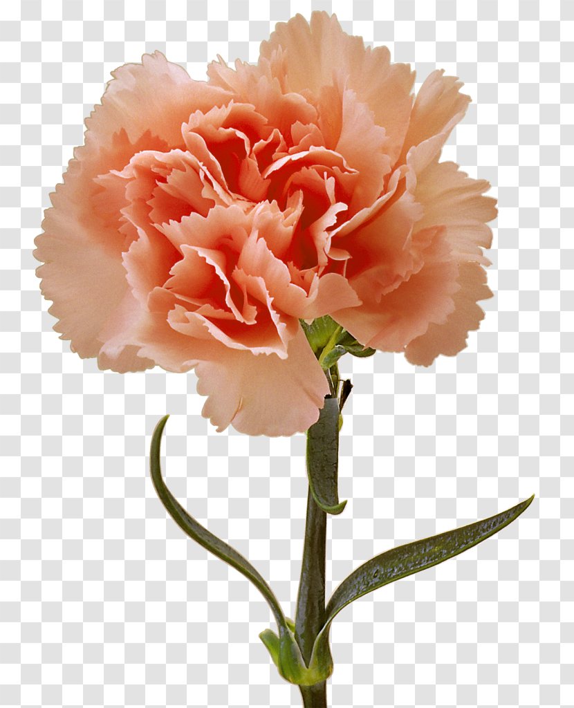 Choix Des Plus Belles Fleurs Carnation Flower Image - Dianthus Transparent PNG