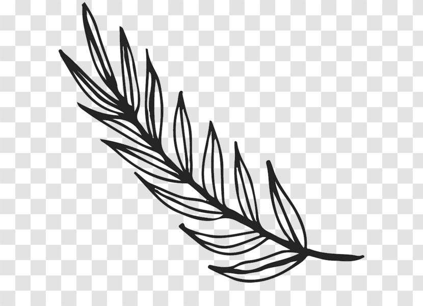 Clip Art Leaf Drawing Plants Sketch - Feather - Rubber Stamps Transparent PNG