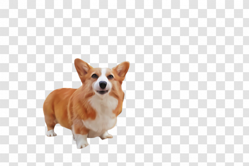 Dog Welsh Corgi Pembroke Welsh Corgi Cardigan Welsh Corgi Snout Transparent PNG