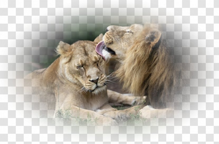 Lion Tbilisi Zoo Watercolor Painting - Rgb Color Model Transparent PNG