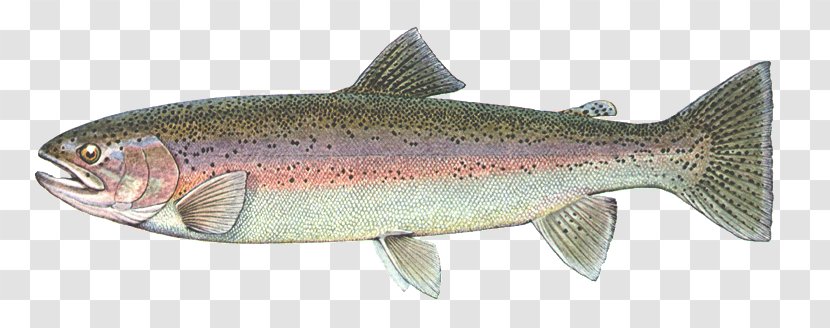 Coastal Cutthroat Trout Coho Salmon Sardine Rainbow - Milkfish - Fish Transparent PNG