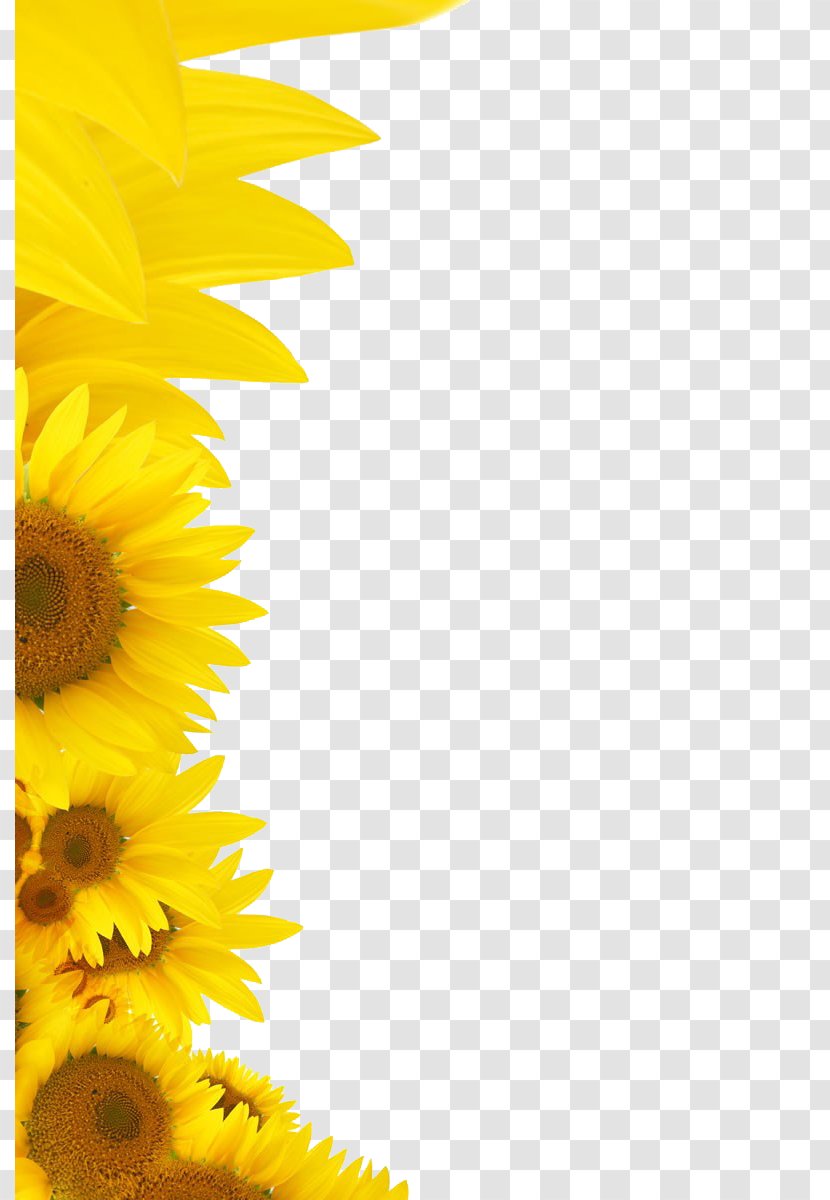Wedding Invitation Common Sunflower - Image File Formats Transparent PNG