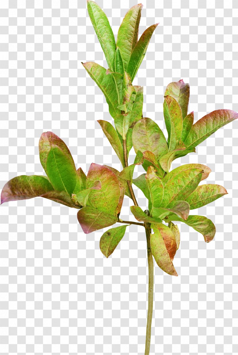 Leaf Branch Green - Foliage Transparent PNG