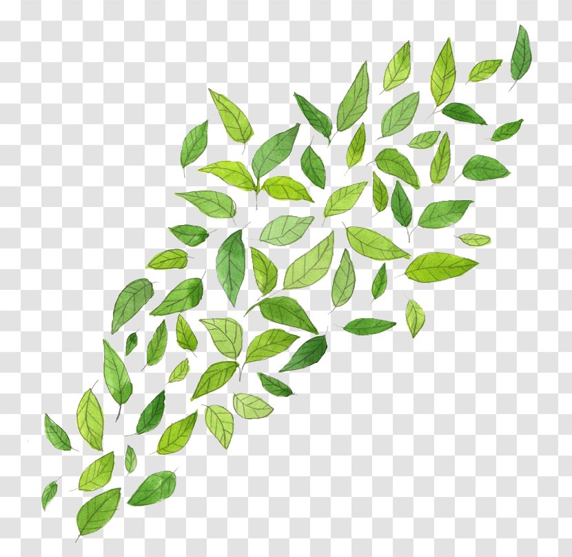 Drawing Artist Painting - Plant - Leaves Watercolor Transparent PNG