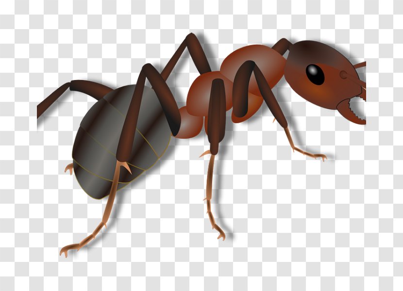 Black Carpenter Ant Insect Colony Bullet - Fire Transparent PNG