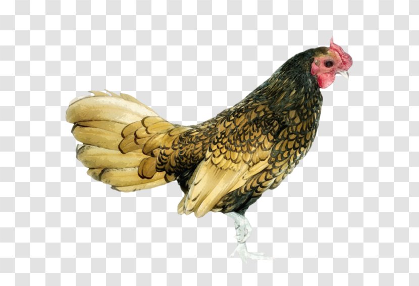 Rooster Chicken Hen Bird Transparent PNG