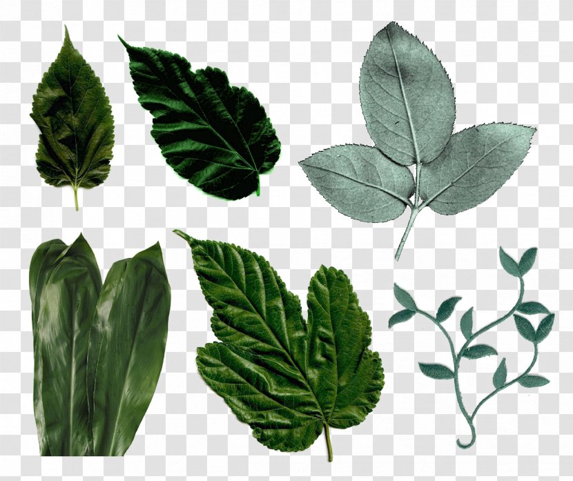 Leaf Megabyte Clip Art - Plant Transparent PNG