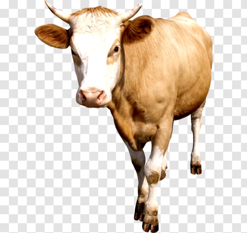 Taurine Cattle - Ox - Cow Transparent PNG
