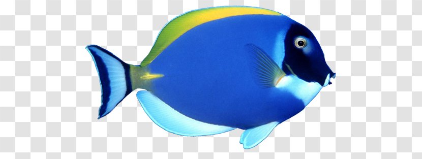 Fish Clip Art - Cobalt Blue Transparent PNG
