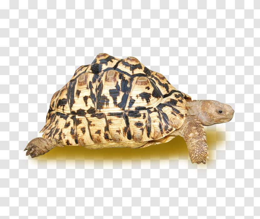 Box Turtles Leopard Tortoise Common African Spurred - Emydidae - Turtle Transparent PNG