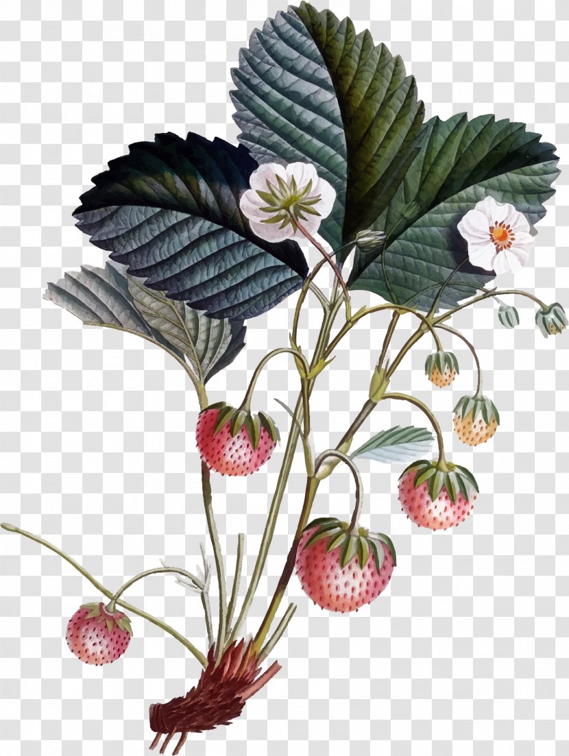 Botany Botanical Illustration Strawberry Clip Art - Plant Transparent PNG