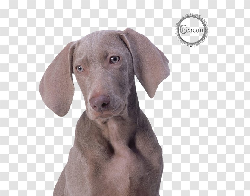 Weimaraner Dog Breed Puppy English Cocker Spaniel Companion - Carnivoran Transparent PNG