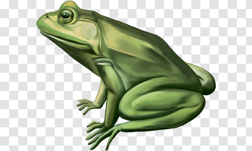 Frog Vector Graphics Royalty-free Stock Photography Image - Ranidae Transparent PNG