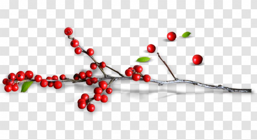 Creative Pull Small Red Holly Free - Information - Fruit Transparent PNG