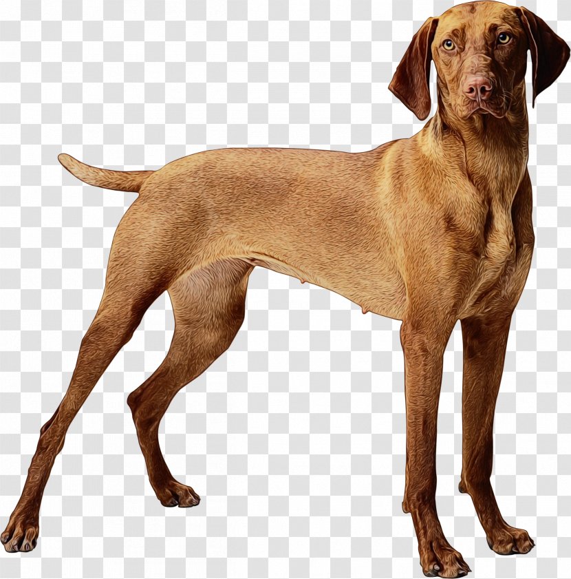 Dog Breed Vizsla Sporting Group Pointing - Portuguese Pointer Transparent PNG