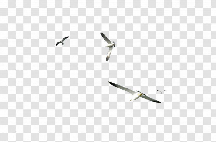 White Pattern - Wing - Flying Pigeon Creative Transparent PNG