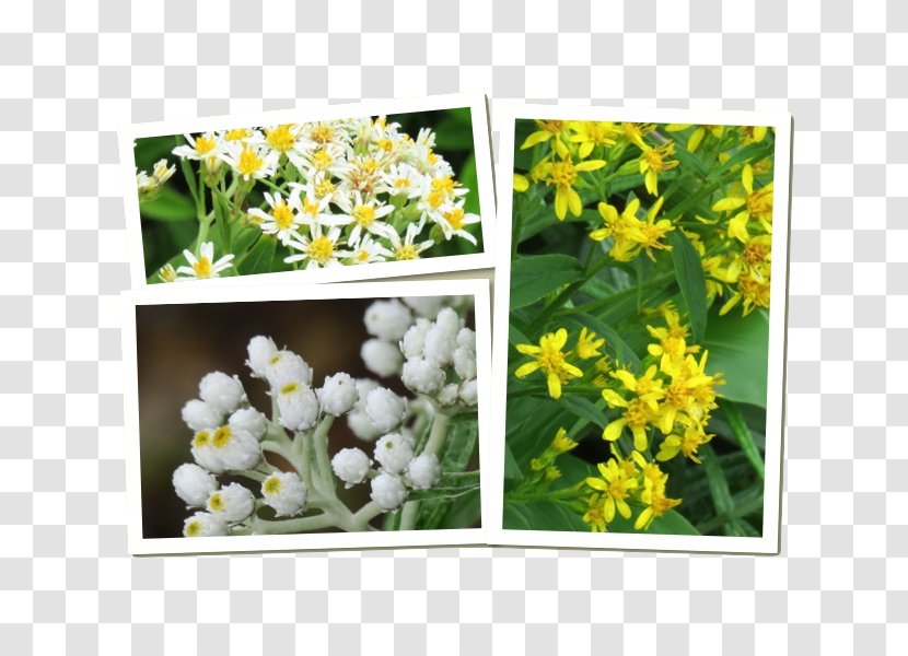 Floral Design Cut Flowers Wildflower Mustard - Flowering Plant Transparent PNG