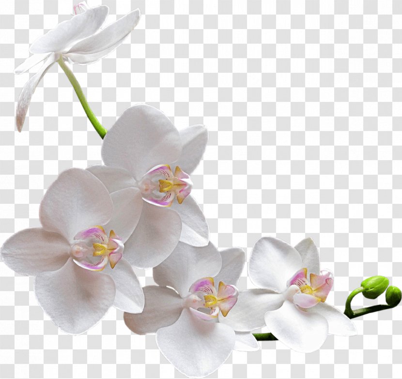 Orchids Flower Clip Art - Blossom - Watercolor White Transparent PNG