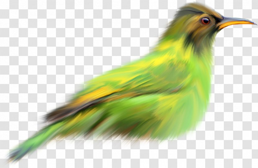 Birds And People Beak Green - Feather - Bird Transparent PNG