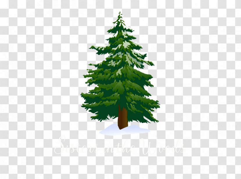 Christmas And New Year Background - Shortstraw Pine - Juniper Columbian Spruce Transparent PNG