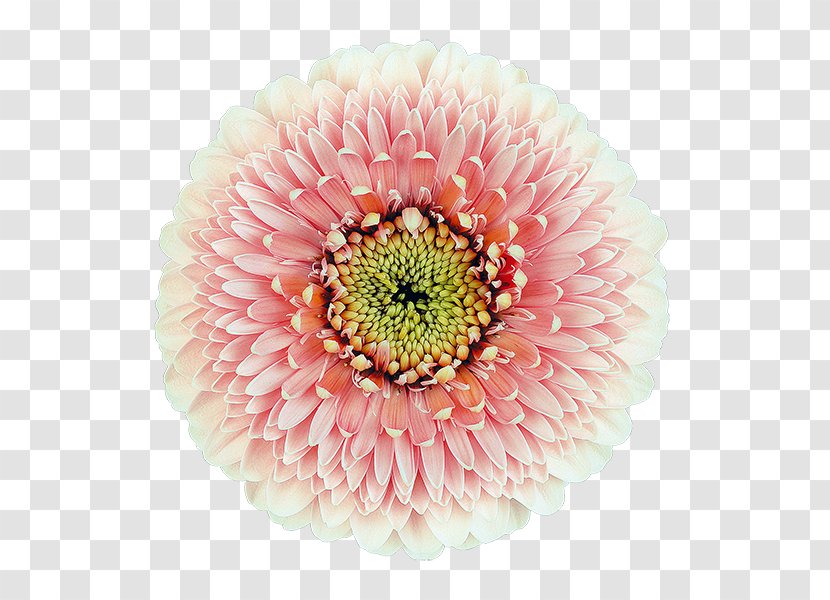 Transvaal Daisy Cut Flowers Chrysanthemum Floristry - Peach Transparent PNG