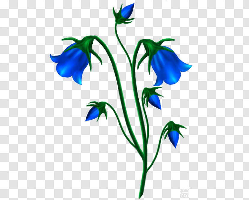 Harebell Clip Art Canterbury Bells School Bell Bellflower Family - Flora - Flower Transparent PNG