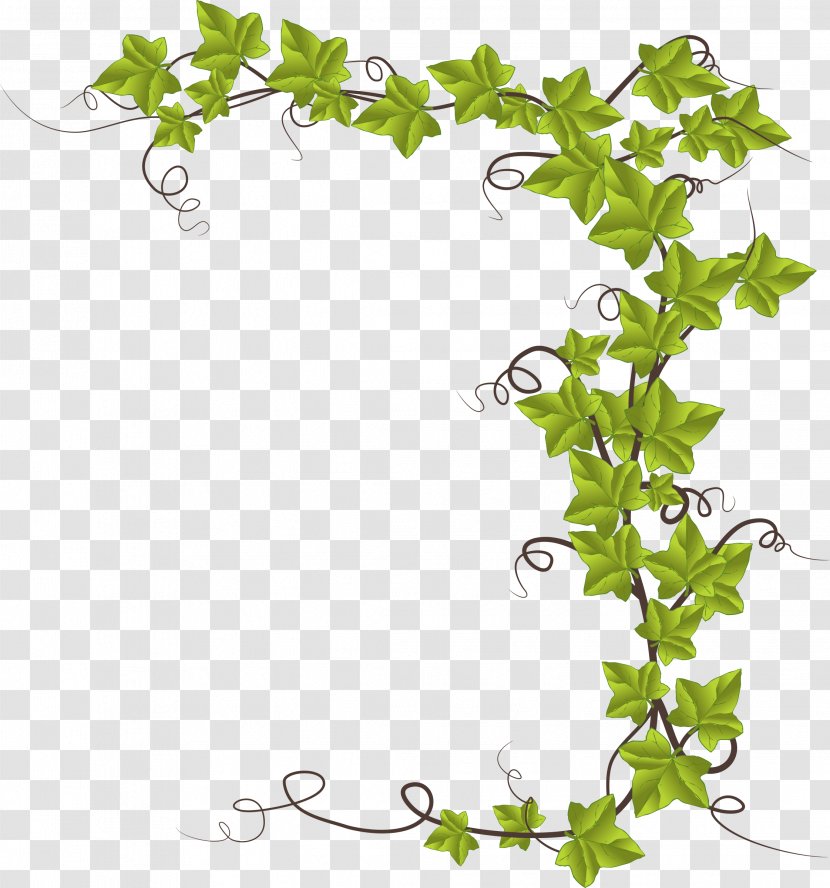 Common Ivy Vine Clip Art - Flowering Plant - Persimmon Transparent PNG