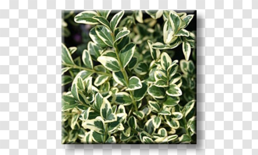 Buxus Sempervirens Evergreen Shrub Plant Groundcover Transparent PNG