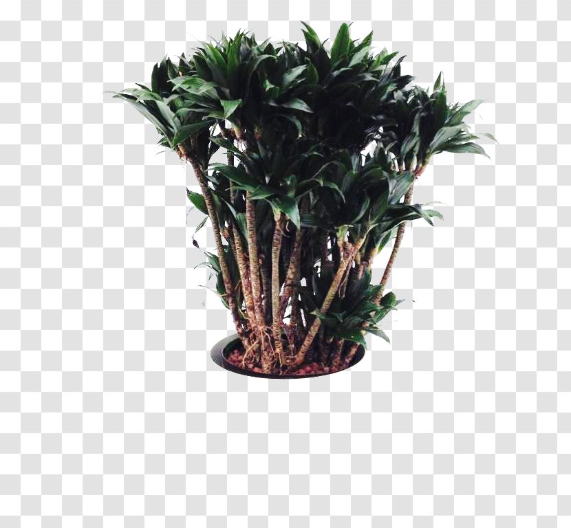 Tree Flowerpot Houseplant Shrub Transparent PNG