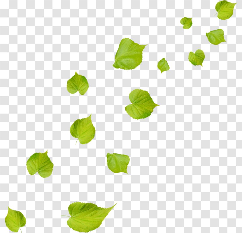Leaf Green - Petal Transparent PNG