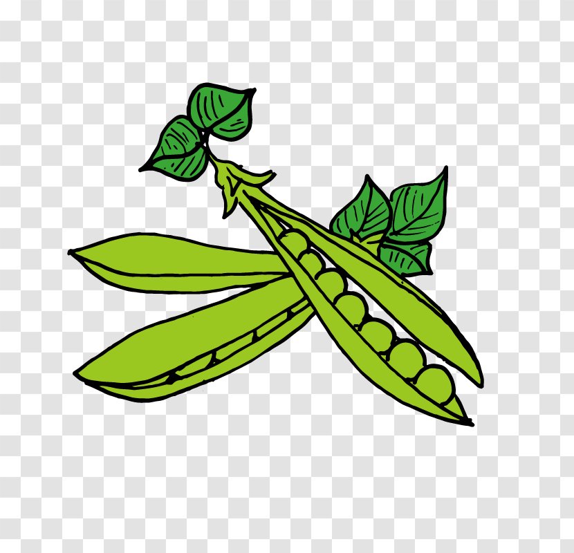 Pea Lentil Clip Art Transparent PNG