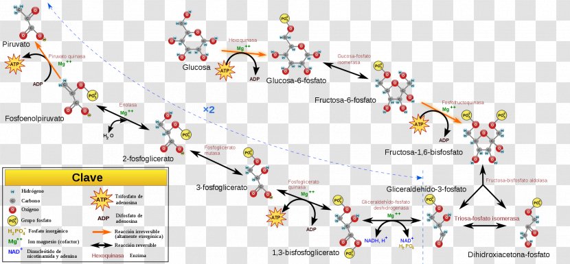 Gluconeogenesis Glycolysis Metabolic Pathway Cellular Respiration Carbohydrate Metabolism - Anabolism Transparent PNG