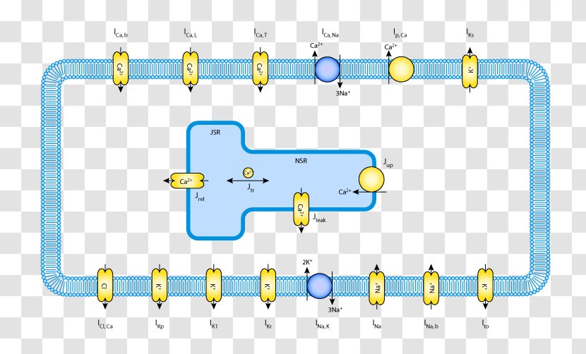 Myocyte Ryanodine Receptor Cardiac Muscle Cell Reticolo Sarcoplasmatico Action Potential - Technology - Heart Transparent PNG