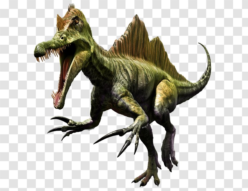 Spinosaurus Tyrannosaurus Dinosaur Stegosaurus Image - Terrestrial Animal Transparent PNG