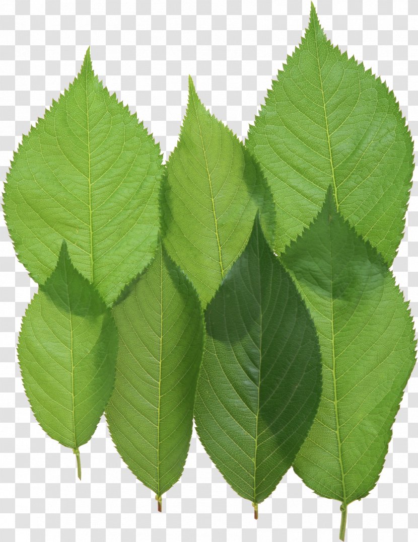 Leaf Download - Plant Stem - Green Transparent PNG