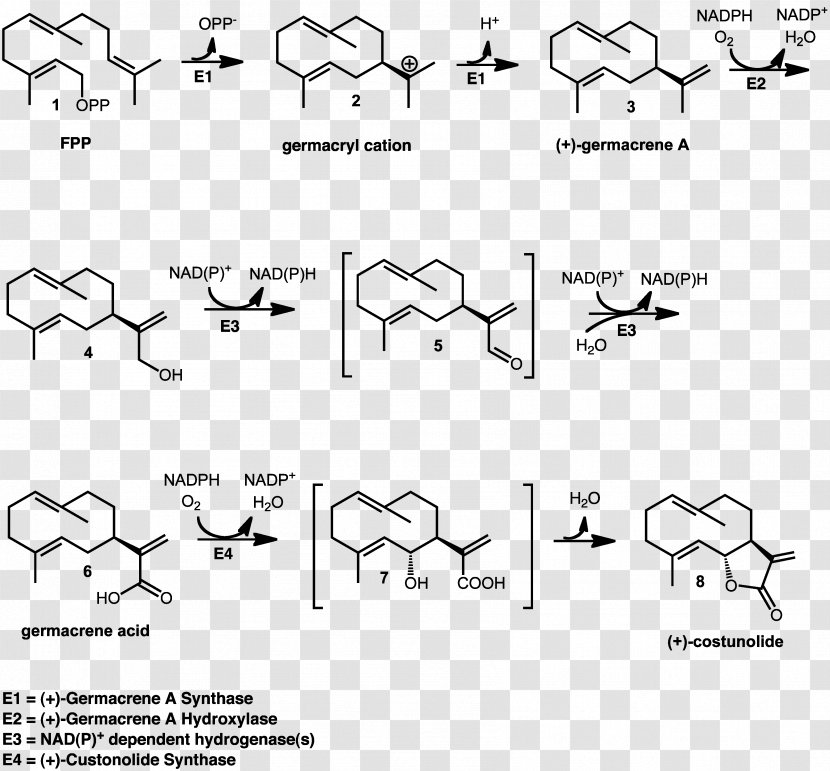 Costunolide Germacrene Sesquiterpene Lactone Synthase - Tree - Synthesis Transparent PNG