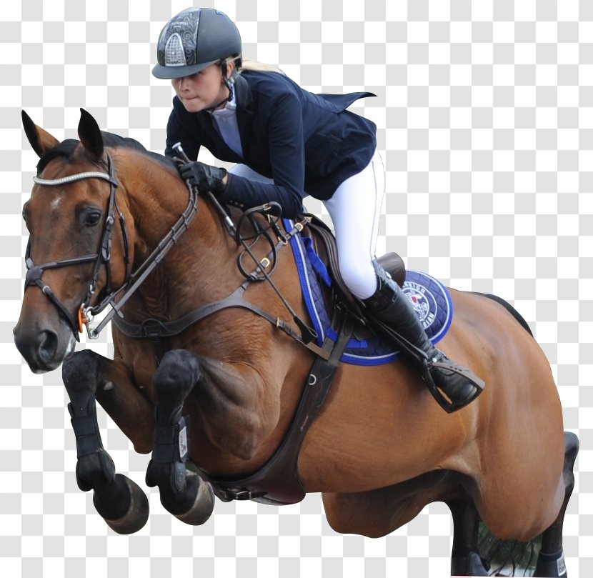 Show Jumping Equestrian Stallion Eventing AES - Pack Animal - Bans Graphic Transparent PNG