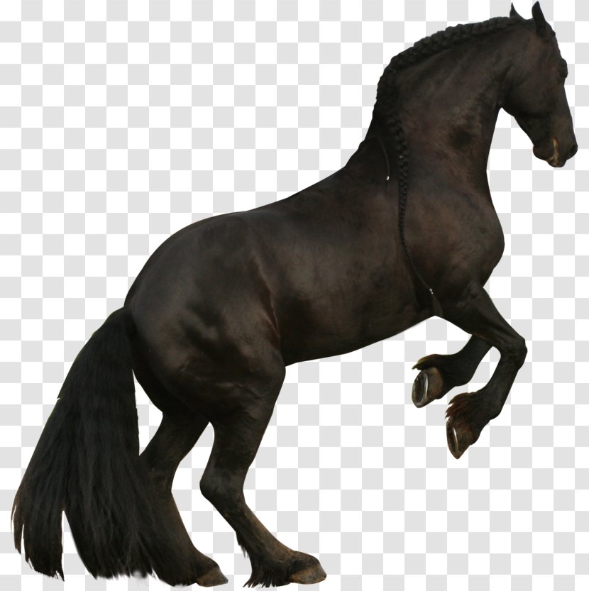 Mustang Friesian Horse Clydesdale Stallion American Quarter - Fire Transparent PNG