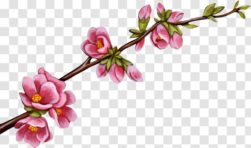 Albom Clip Art - Flowering Plant - Spring Transparent PNG