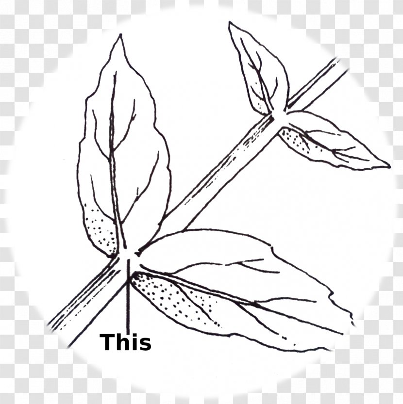 Twig /m/02csf Line Art Leaf Graphics - Modified Onion Roots Transparent PNG