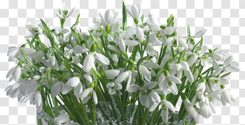 Desktop Wallpaper Snowdrop IPhone 8 Flower Tablet Computers - Flowering Plant Transparent PNG
