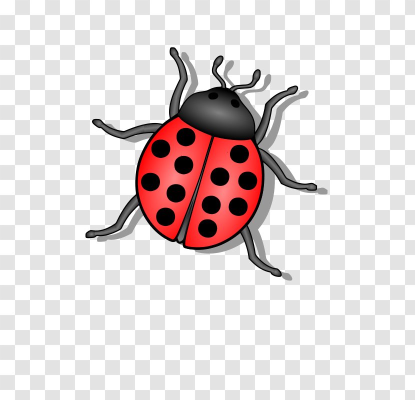 Beetle Ladybird Clip Art - Presentation - Bug Transparent PNG