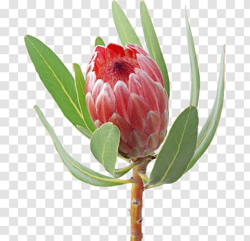 Protea Cynaroides Flower Bouquet Clip Art - Plant Stem - Gerbera Transparent PNG
