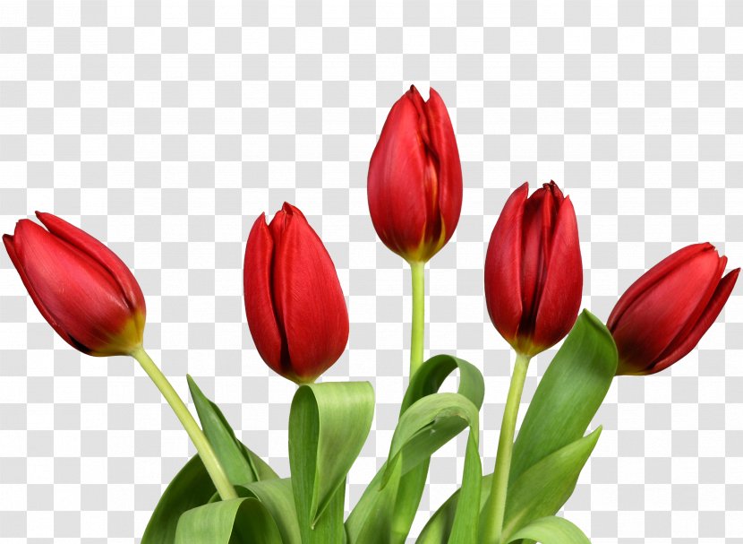 Flower Tulip Wallpaper - Indira Gandhi Memorial Garden - Bouquet Flowers Transparent PNG