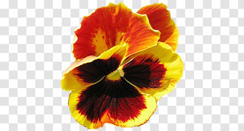 Pansy Petal Flower Close-up - Ru Transparent PNG