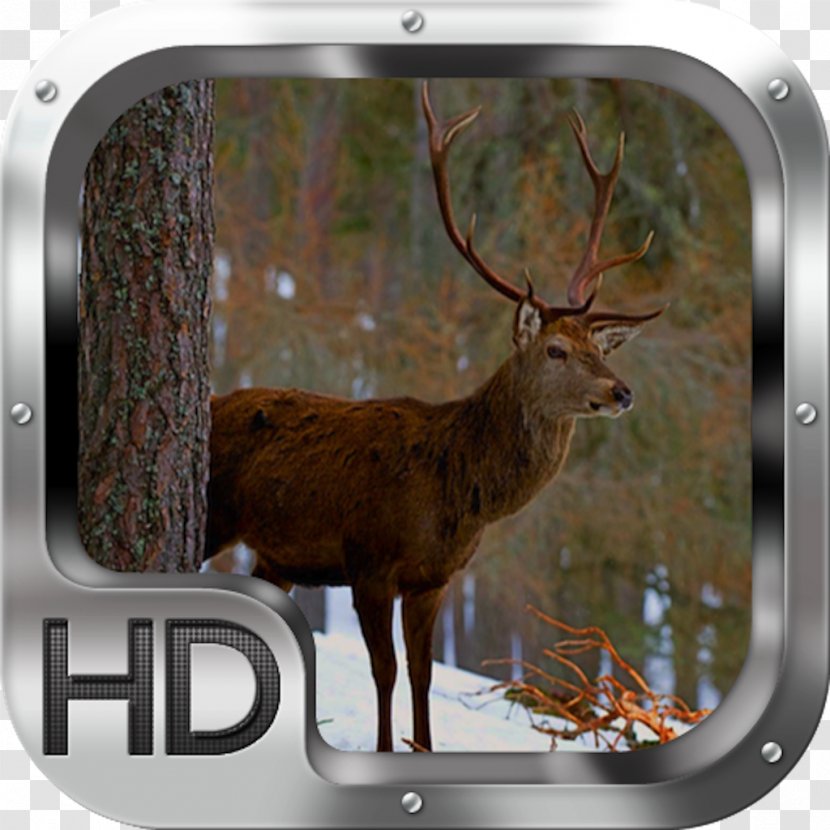 Desktop Wallpaper Apple IPhone 7 Plus Handheld Devices - Telephone - Elk Head Transparent PNG