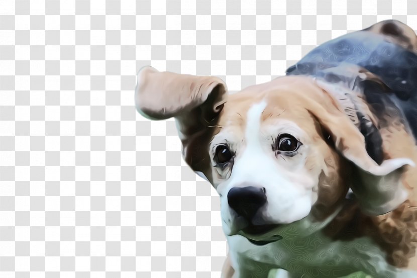 Dog Breed Puppy Snout Beagle - Companion Nose Transparent PNG