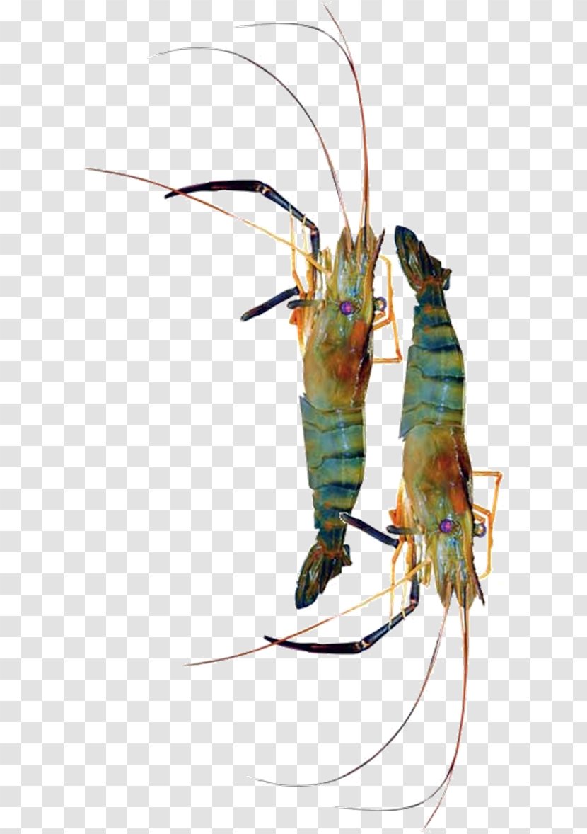 Decapods Insect Giant Freshwater Prawn Pest - Invertebrate Transparent PNG